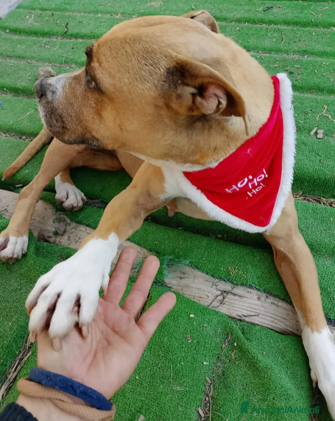 Pitbull cani in regalo: Scilla Pitbull 9anni nessuno l’ha considerata.SUD  - Annuncio 3