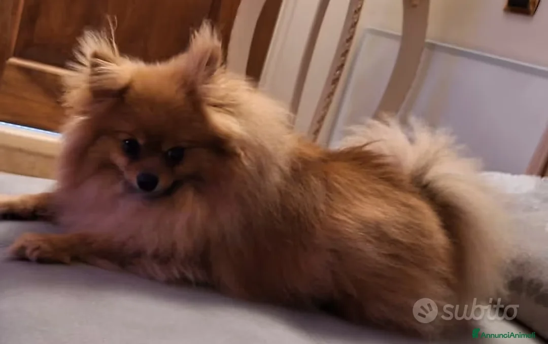 Spitz cani in vendita: Cuccioli di Spitz Nano di Pomerania disponibili a Provincia di Lecce - Annuncio 2