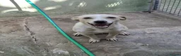 Meticcio cani in regalo: Leo dolcissimo cagnolino taglia piccola  a Provincia di Caserta - Annuncio 1