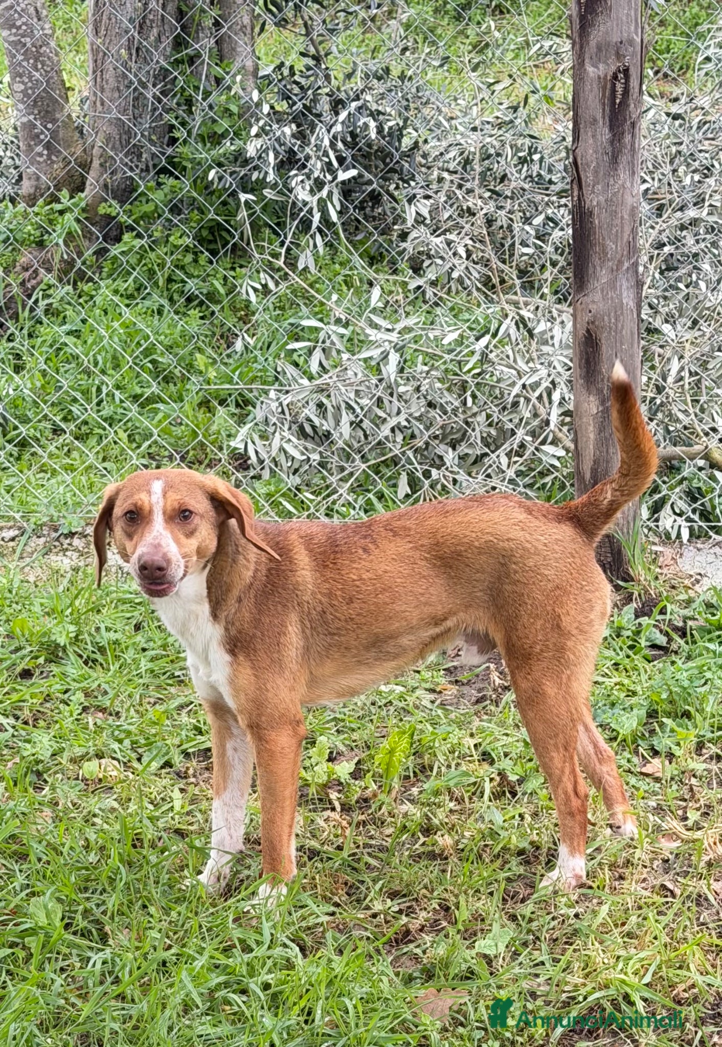 Meticcio cani Pangy - Annuncio 11