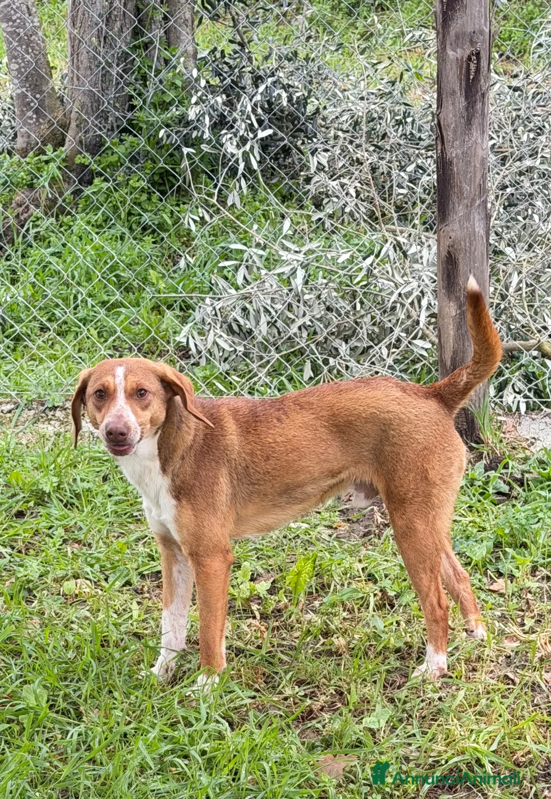 Meticcio cani in regalo: Pangy a Provincia di Salerno - Annuncio 2