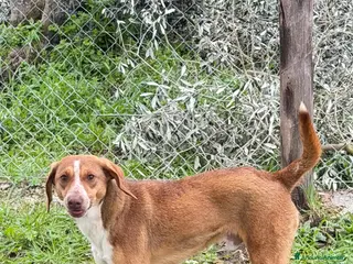 Meticcio cani Pangy - Annuncio 11