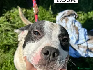 Meticcio cani Rosa, la prima di 3 cucciole bellissime e monelle a Provincia di Latina - Annuncio 11