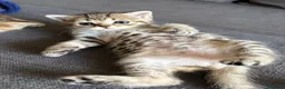 Scottish gatti in vendita: Scottish straight - Annuncio 2