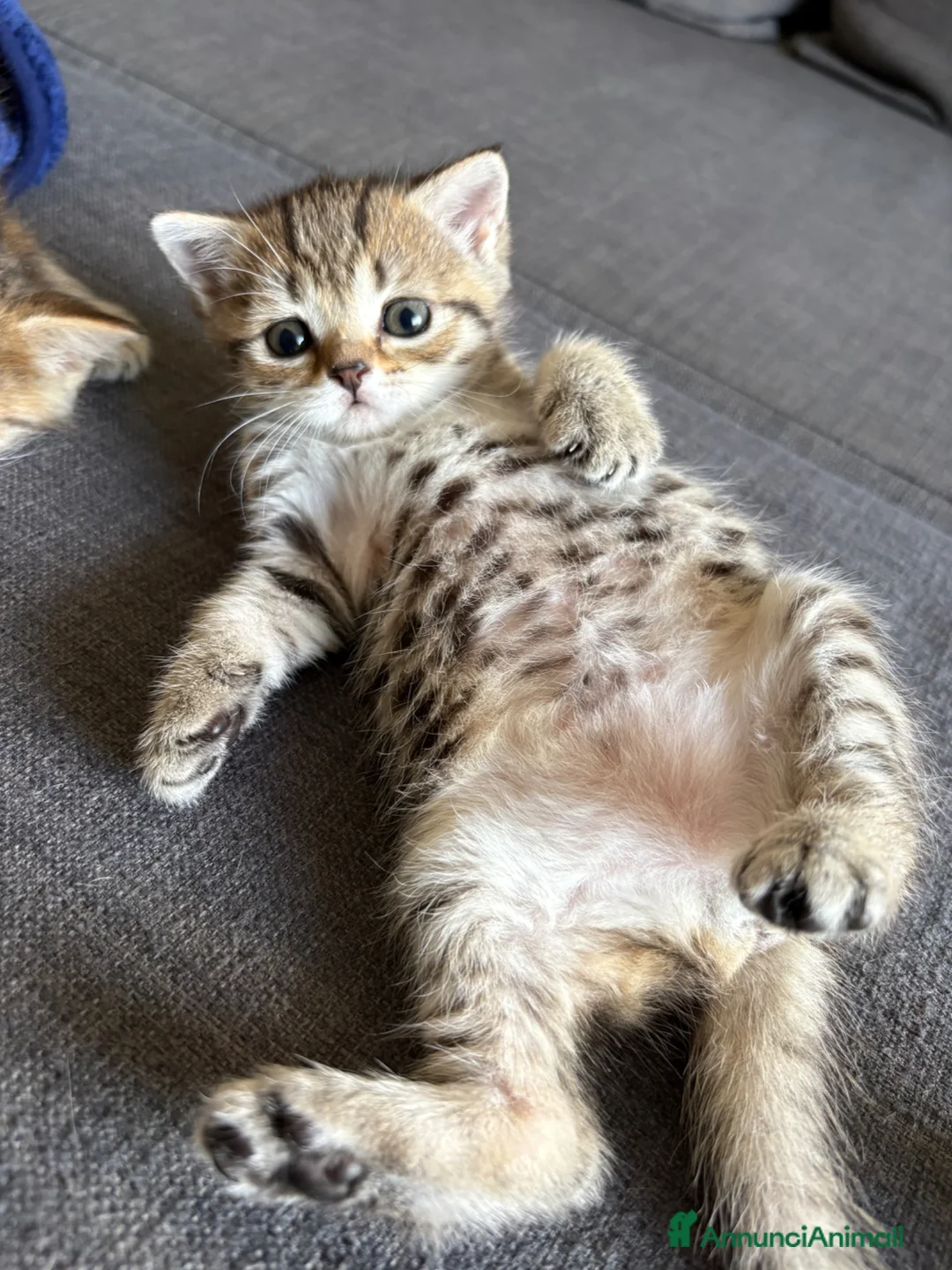 Scottish gatti in vendita: Scottish straight - Annuncio 2