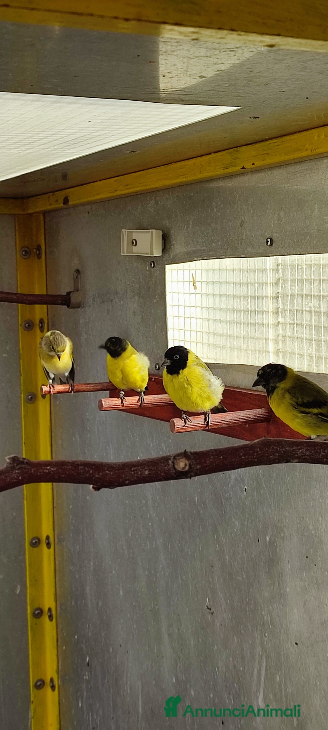 Altre razze gatti in vendita: Lucherini Di Magellano Novelli 2025 - Annuncio 4