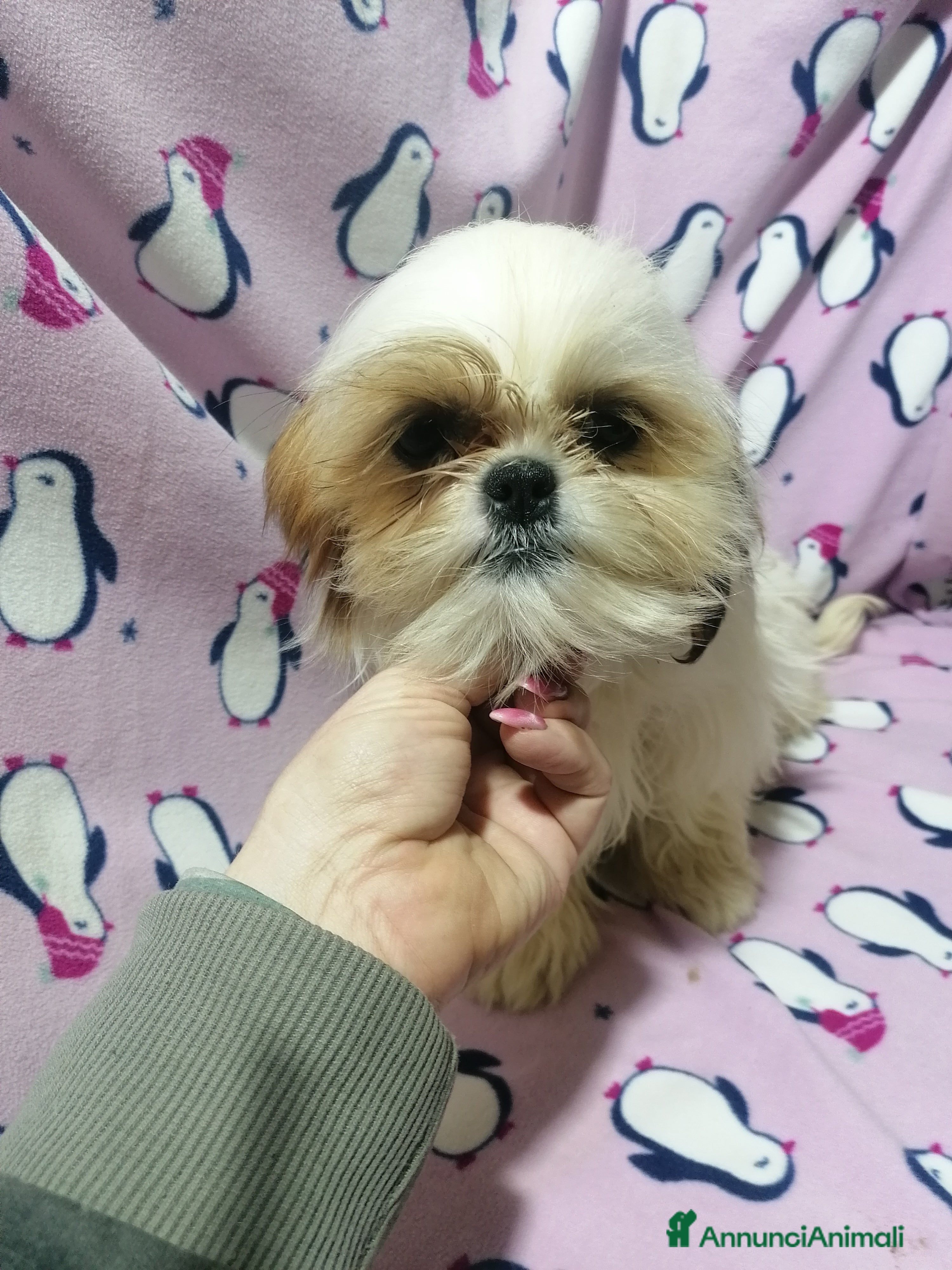 Shih Tzu cani Shih Tzu cuccioli taglia molto piccola - Annuncio 5