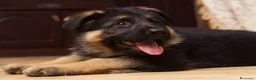 Pastore Tedesco cani in vendita: Cuccioli di pastore tedesco. unica femmina - Annuncio 1