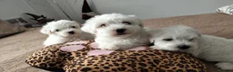 Maltese cani in vendita: Maltese - Annuncio 2