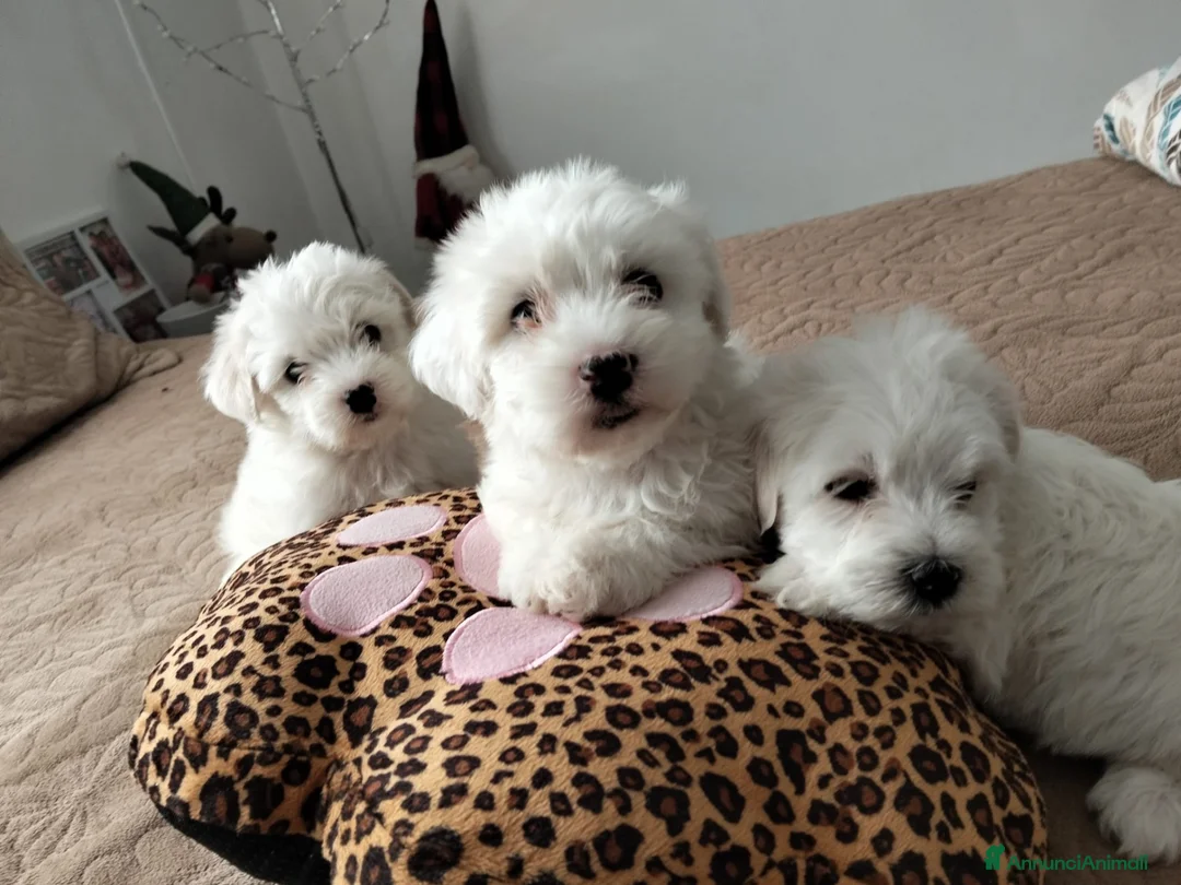 Maltese cani in vendita: Maltese - Annuncio 2