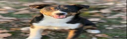 Meticcio cani in regalo: VIOLA, cucciola bella come il sole! - Annuncio 5