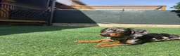 Bassotto cani per accoppiamento: Bassotto Tri Merlè per Monta a Provincia di Monza e della Brianza - Annuncio 6