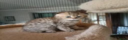 Scottish gatti in vendita: 3 splendidi scottish  - Annuncio 5