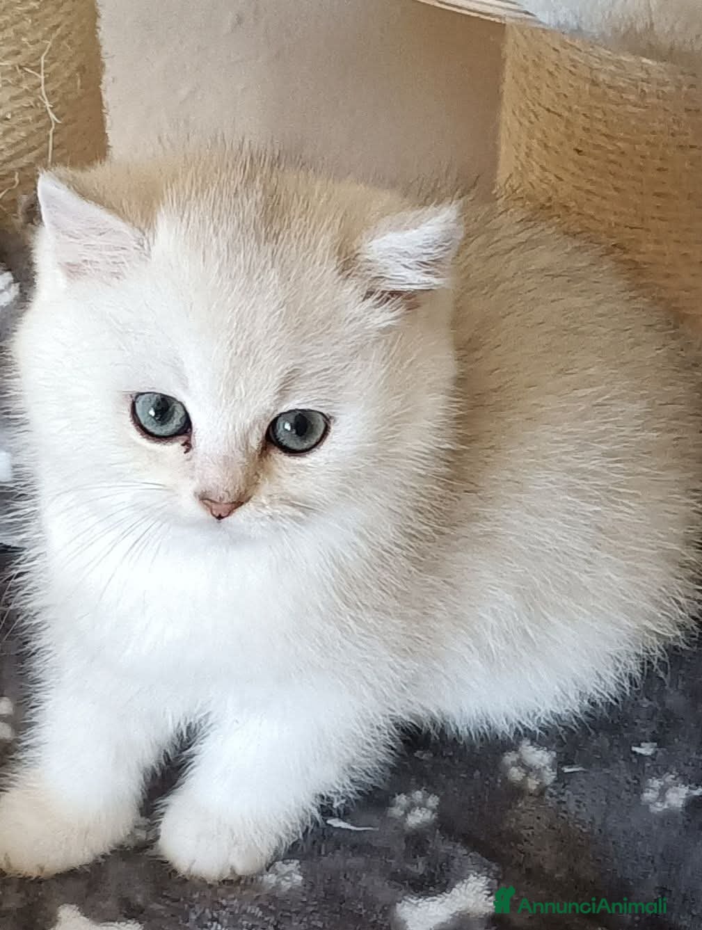 British gatti Mirtilla cerca a casa  - Annuncio 6