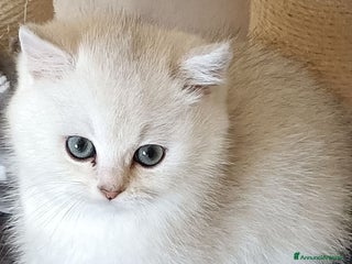 British gatti Mirtilla cerca a casa - Annuncio 12