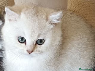 British gatti Mirtilla cerca a casa - Annuncio 16