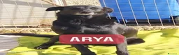 Meticcio cani in regalo: Arya e Sansa sorelle buonissime - Annuncio 7