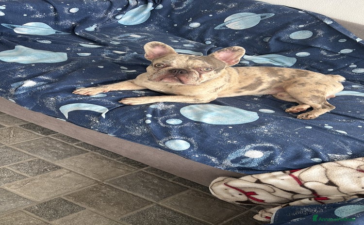 Bulldog Francese cani a Città metropolitana di Palermo - Annuncio 7