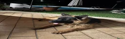 Pastore Tedesco cani in vendita: Vendita cucciolo pastore tedesco  - Annuncio 3