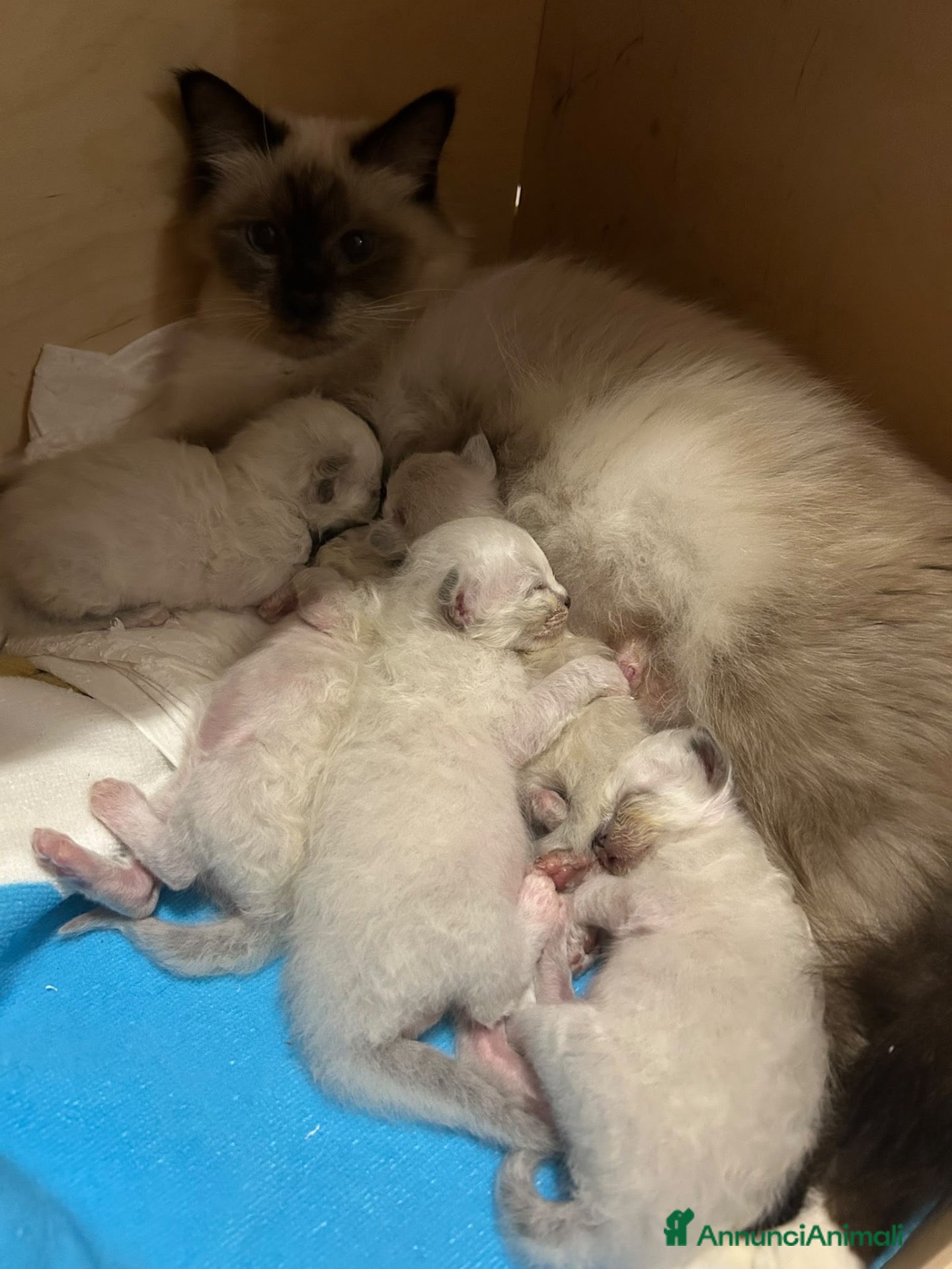 Sacro di Birmania gatti in vendita: Gattini sacro di Birmania  - Annuncio 1