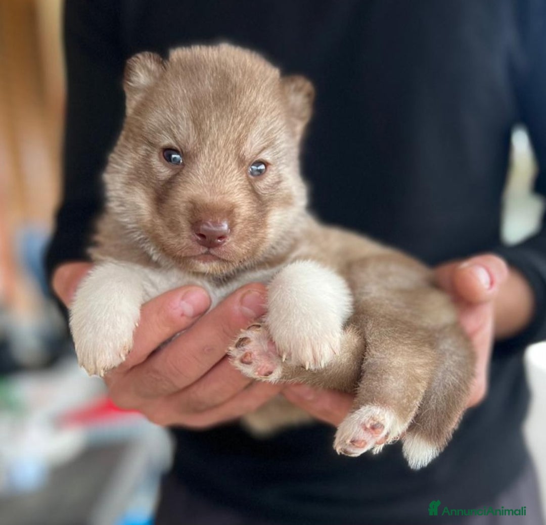 Husky cani in vendita: Cuccioli siberian husky  - Annuncio 1