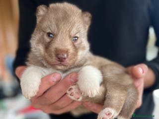 Husky cani Cuccioli siberian husky - Annuncio 2