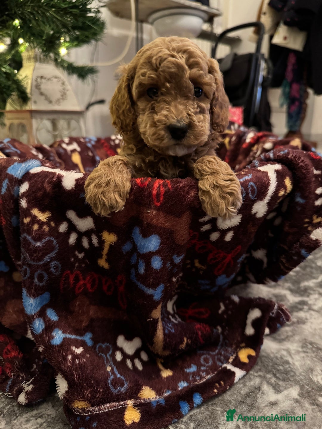 Barboncino cani in vendita: Vendita cuccioli barboncini nani - Annuncio 9