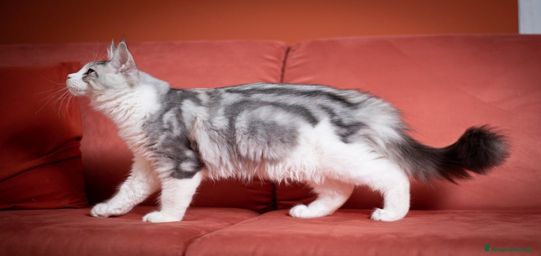 Immagine della galleria {{count}}