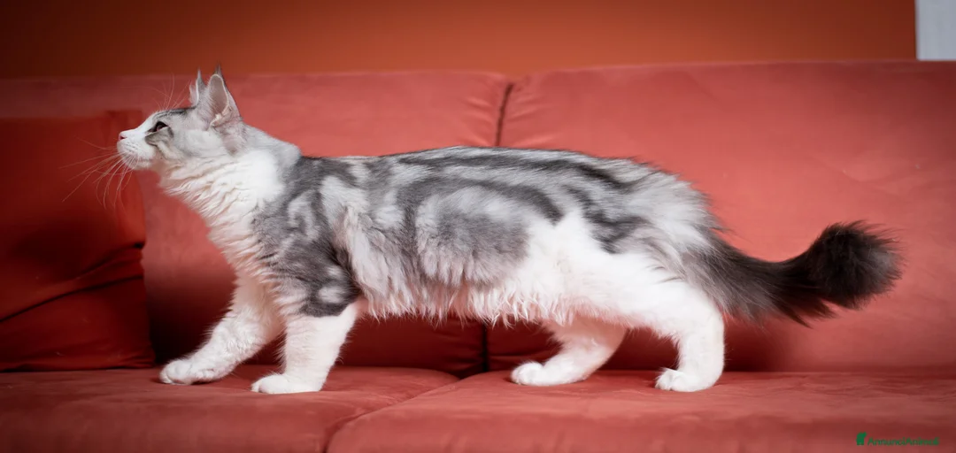 Immagine della galleria {{count}}