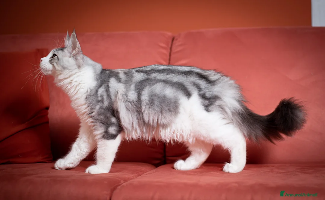 Immagine della galleria {{count}}