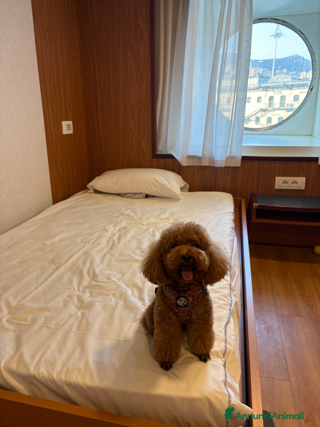 Barboncino Toy cani per accoppiamento: Barboncino Toy per accoppiamento  - Annuncio 4