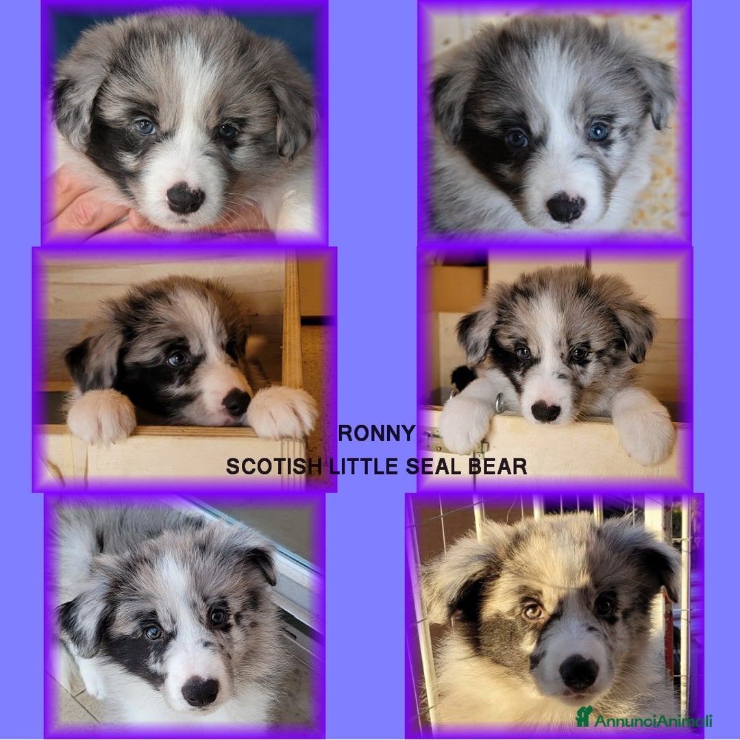 Border Collie cani in vendita: CUCCIOLO SEAL MERLE TRICOLOR BORDER COLLIE a Città metropolitana di Roma Capitale - Immagine 4