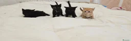 Altre razze gatti in vendita: Gattini a Provincia di Caserta - Annuncio 3