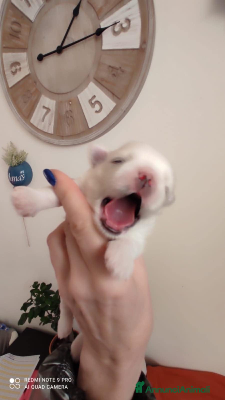 Maltese cani Cuccioli maltesi - taglia piccola - con PEDIGREE - Annuncio 2