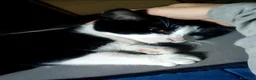 Meticcio gatti in regalo: Due dolci gattine cercano famiglia - Annuncio 1