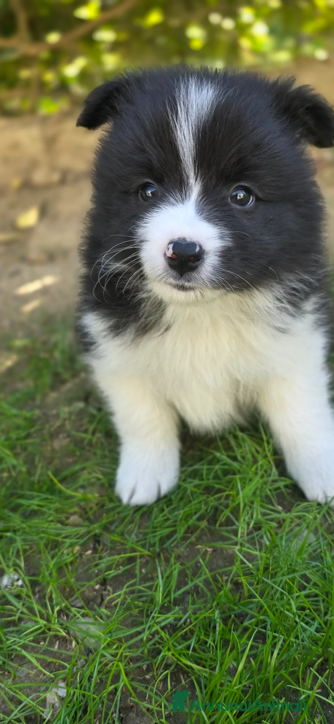 Border Collie cani in vendita: Border collie - Annuncio 3