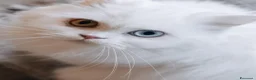 Scottish gatti in vendita: Gattine highland straight - Annuncio 7