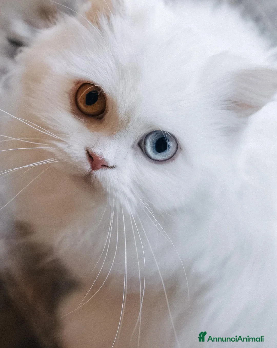 Scottish gatti in vendita: Gattine highland straight - Annuncio 7