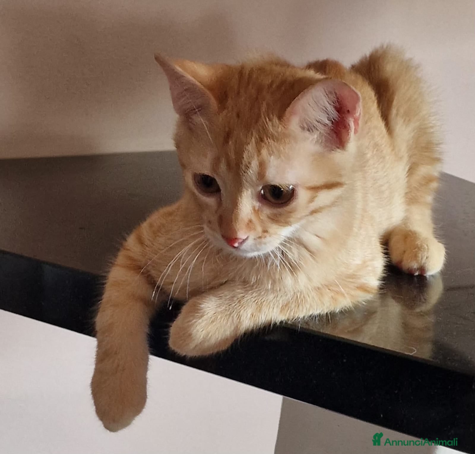 Meticcio gatti Sara e i suoi cuccioli  - Annuncio 22