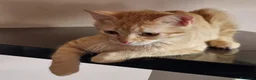 Meticcio gatti in regalo: Sara e i suoi cuccioli  - Annuncio 2