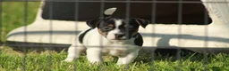 Jack Russell cani in vendita: Jack Russell terrier femmine pedigree - Annuncio 13