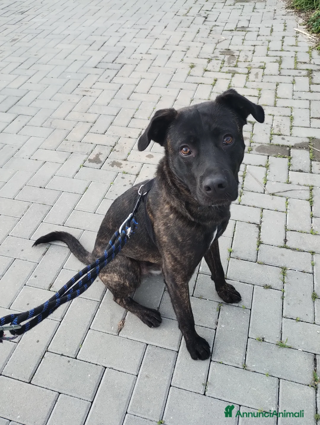 Meticcio cani in regalo: Cali, cucciolo di 14 mesi cerca casa  a Città metropolitana di Roma Capitale - Annuncio 3