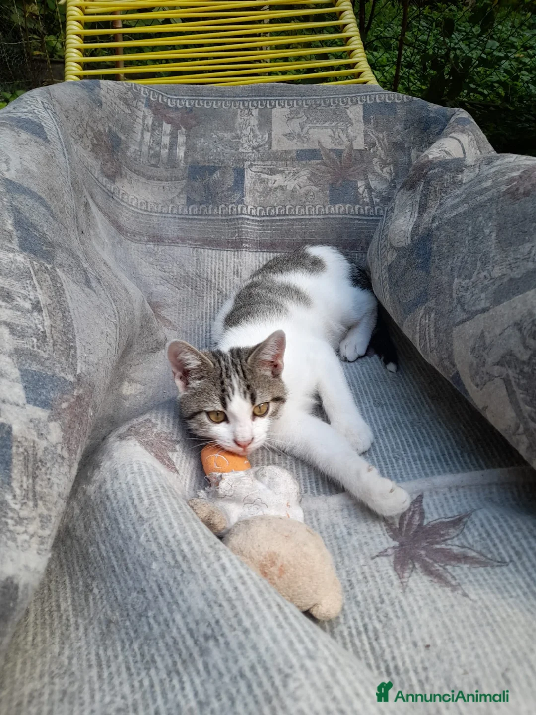 Altre razze gatti in regalo: CERCANO CASA 🏡 - Annuncio 2
