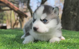 Husky cani in vendita: Cucciolo di Siberian Husky a Provincia di Pavia - Immagine 4