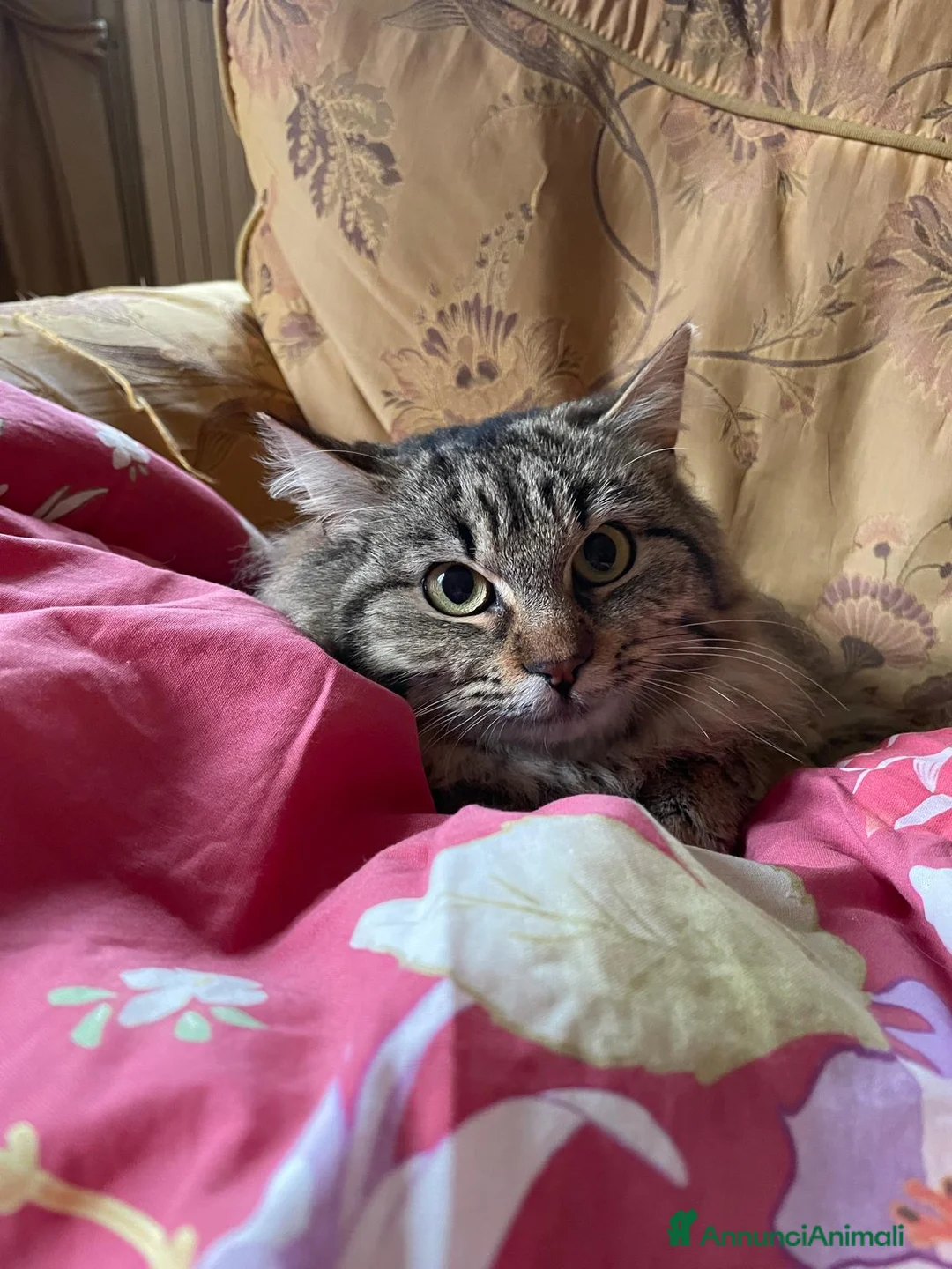 Europeo gatti in regalo: Frittella dolcissima micina cerca casa! - Annuncio 2