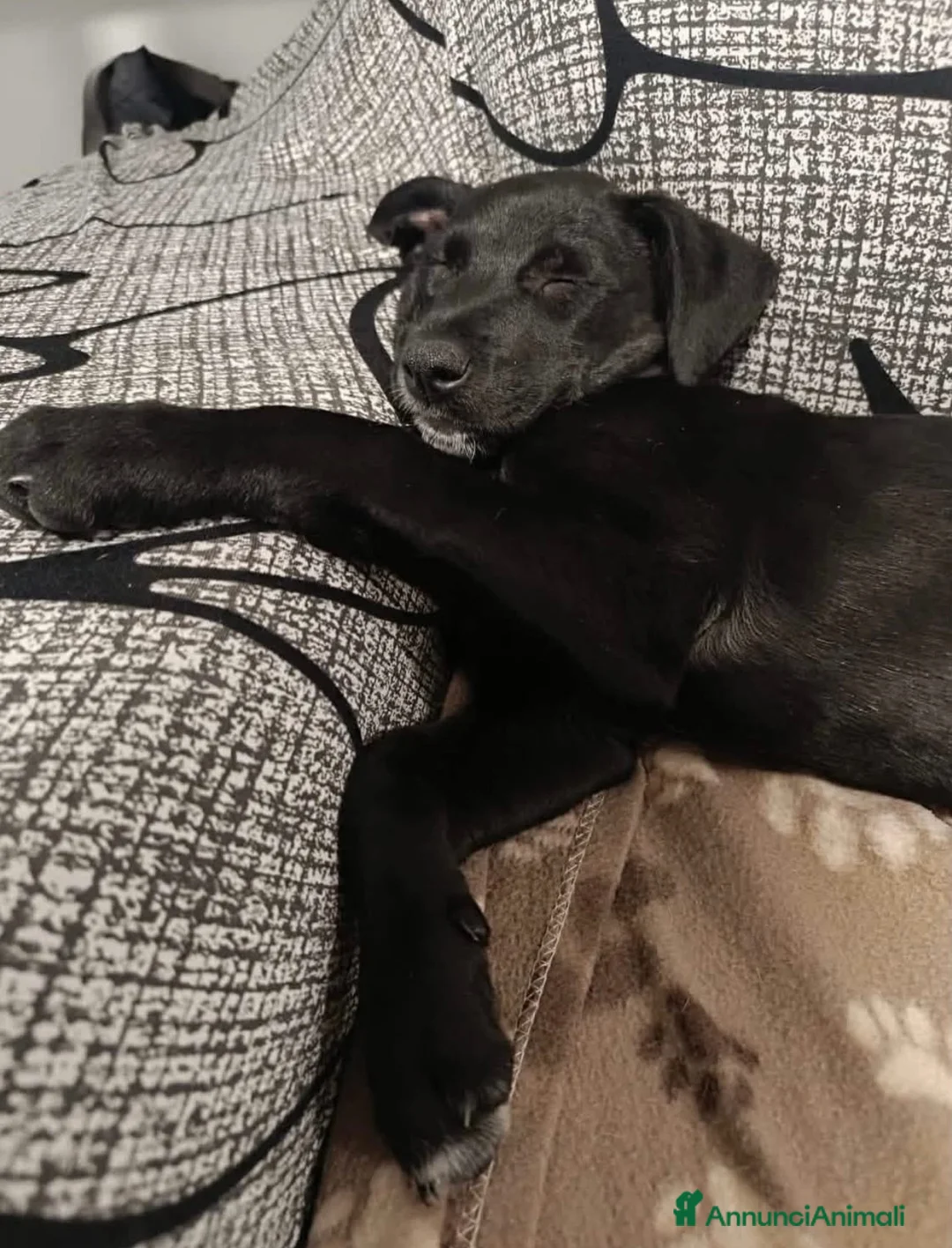 Meticcio cani in regalo: Nina non sa che deve lasciare la sua casa a Provincia autonoma di Trento - Annuncio 2