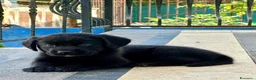 Labrador cani in vendita: Labrador Nero - Annuncio 3