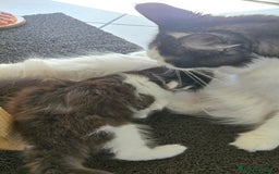 Maine Coon gatti in vendita: Ultimi 2 cuccioli maine coon pedigree Afef  - Immagine 5