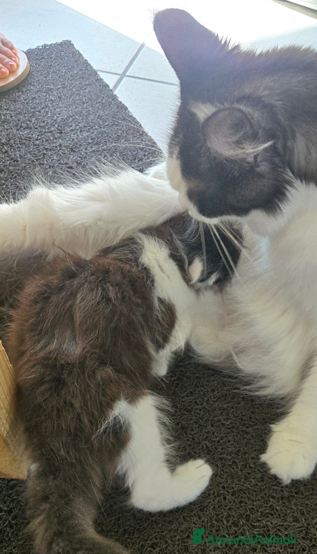 Maine Coon gatti in vendita: Ultimi 2 cuccioli maine coon pedigree Afef  - Immagine 5