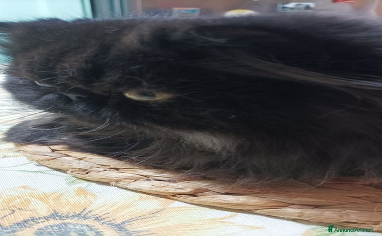 Persiano gatti - Annuncio 2